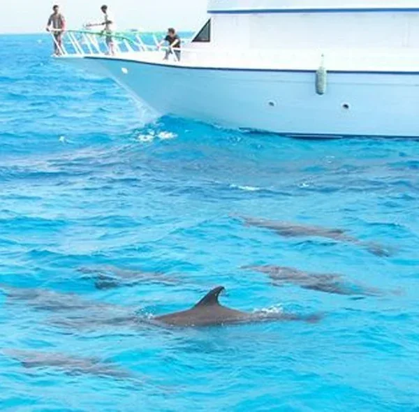 Dolphin House Snorkelling Trip — view 2