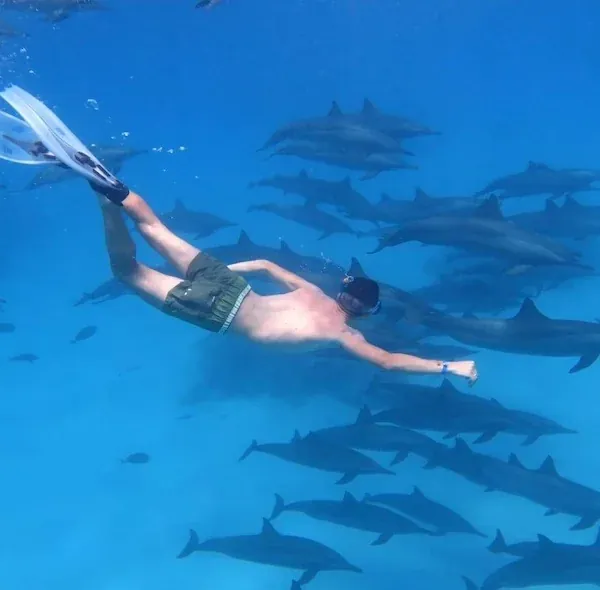 Dolphin House Snorkelling Trip — view 3