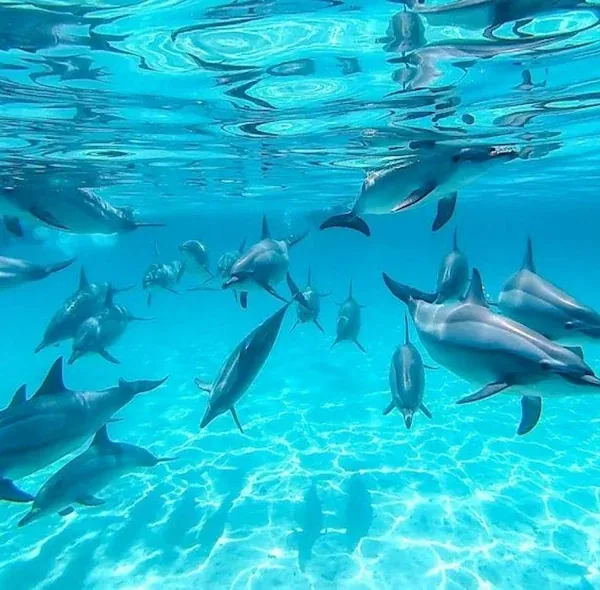 Dolphin House Snorkelling Trip — Hurghada & The Red Sea