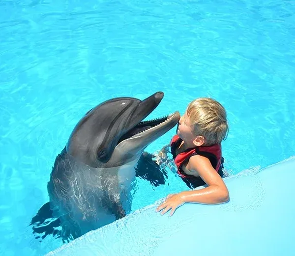 Dolphin Photo Session — view 2