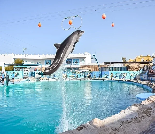 Dolphin & Sea Animal Show — Hurghada & The Red Sea