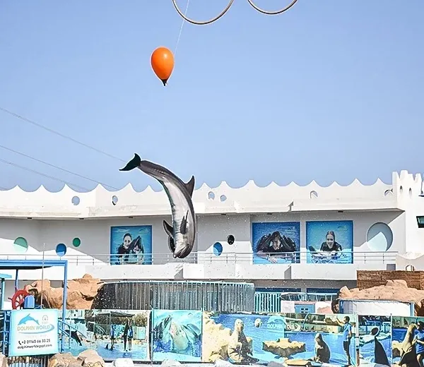 Dolphin & Sea Animal Show — view 2