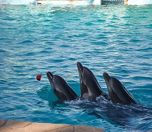 Dolphin & Sea Animal Show — view 3