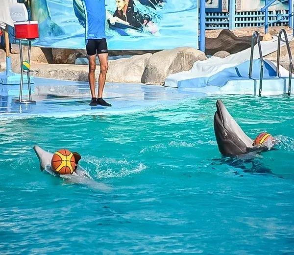 Dolphin & Sea Animal Show — view 4
