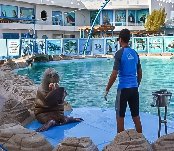 Dolphin & Sea Animal Show — view 5