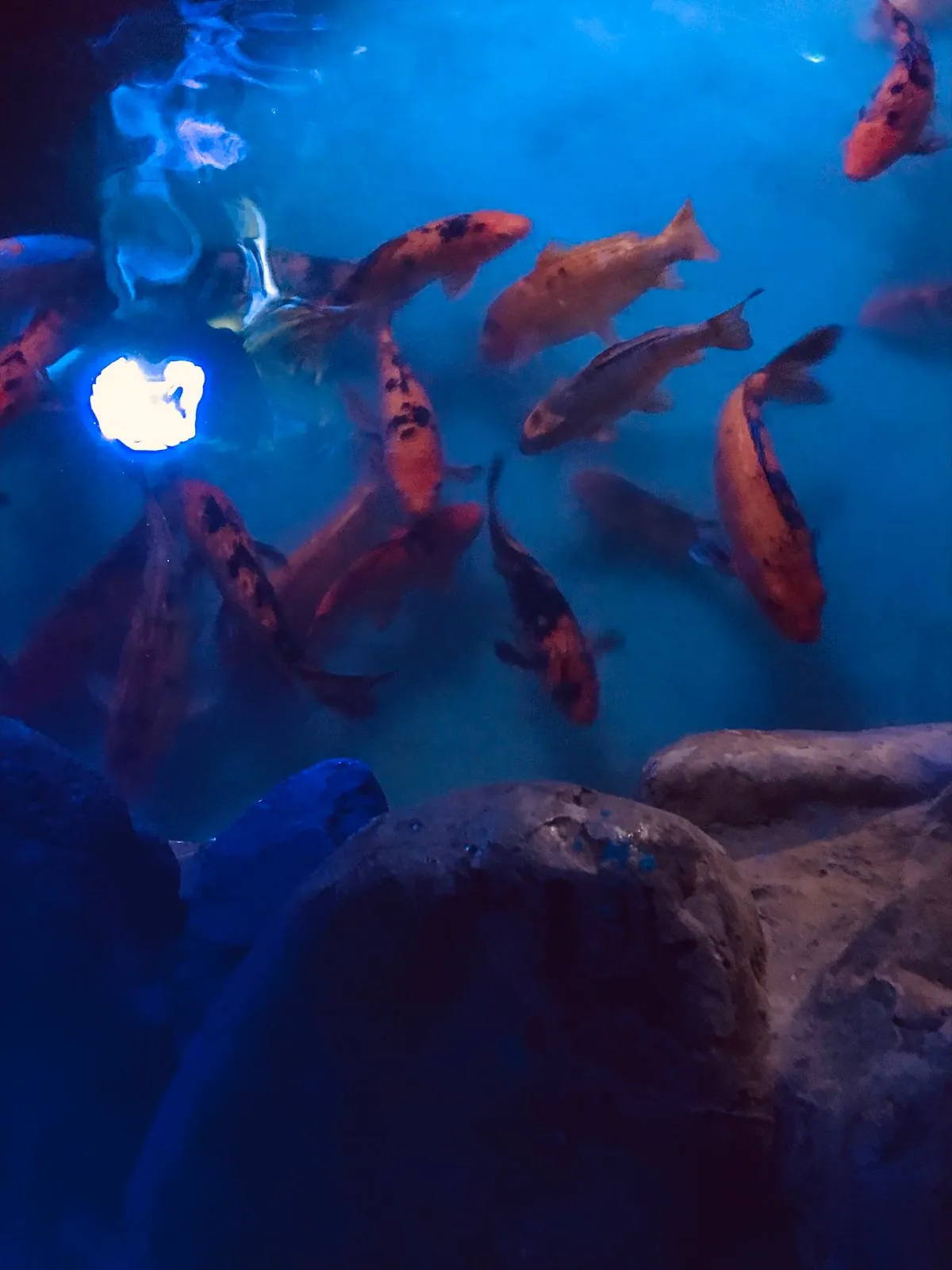 Hurghada Grand Aquarium — Hurghada & The Red Sea