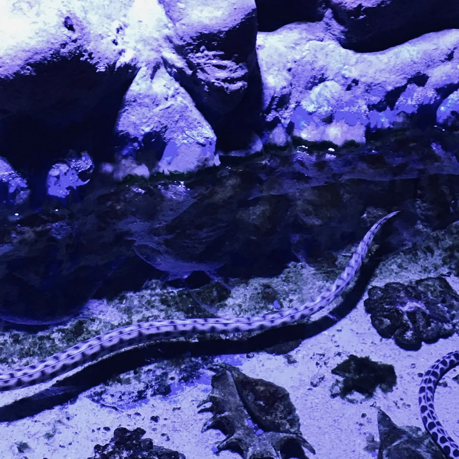 Hurghada Grand Aquarium — view 2