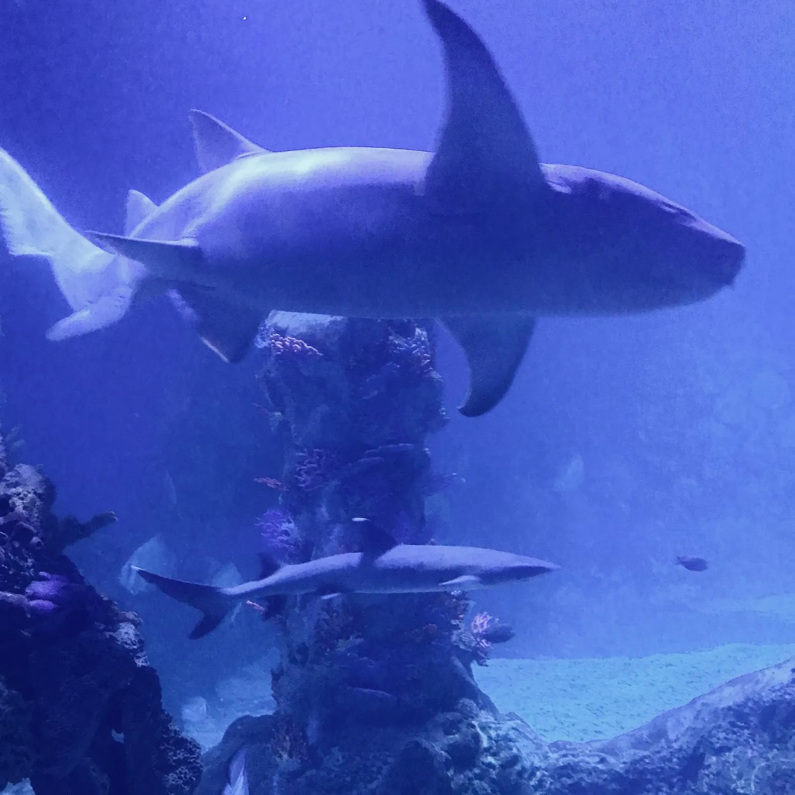 Hurghada Grand Aquarium — view 6