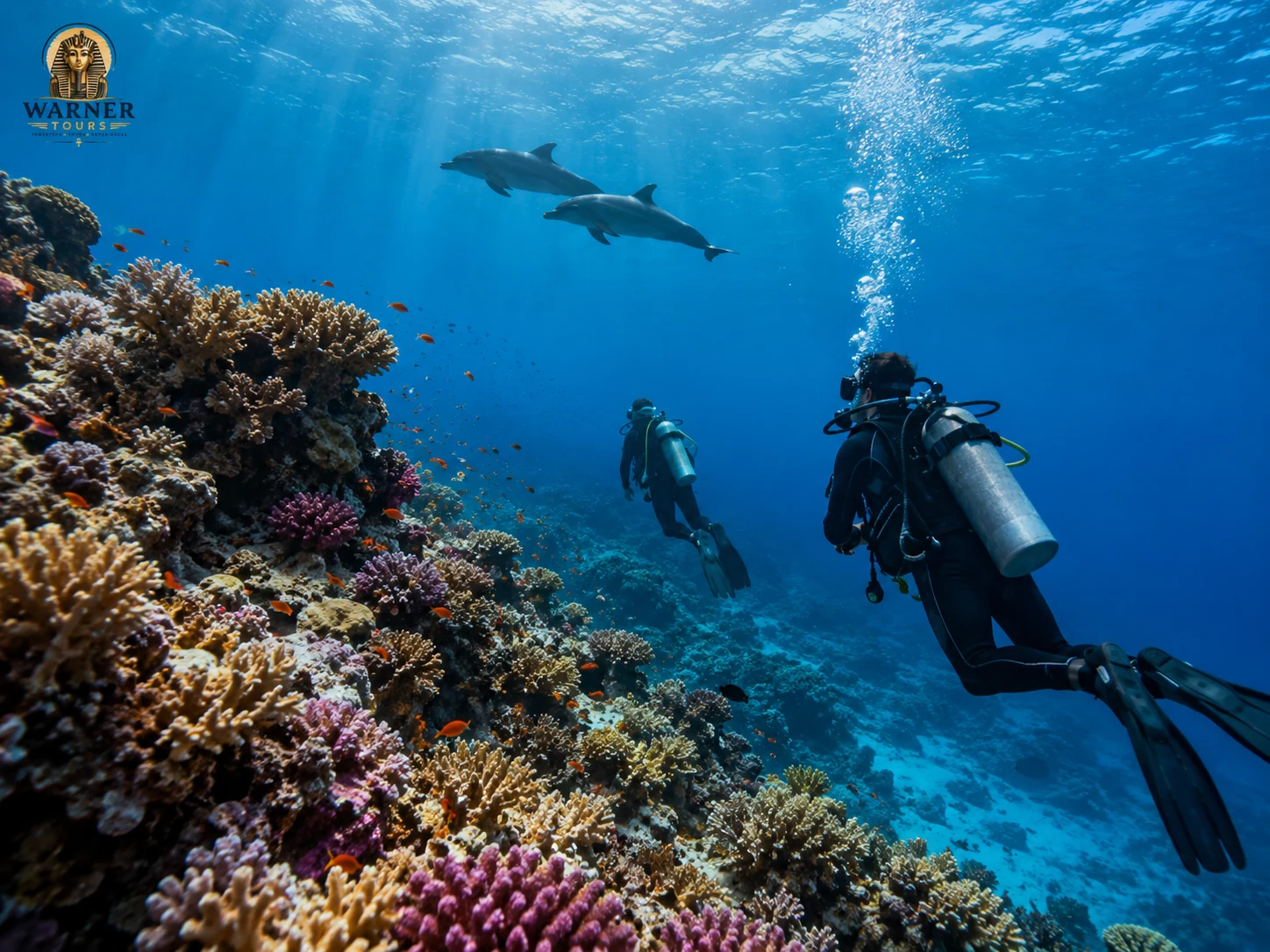 VIP Diving & Dolphin Adventure — view 2
